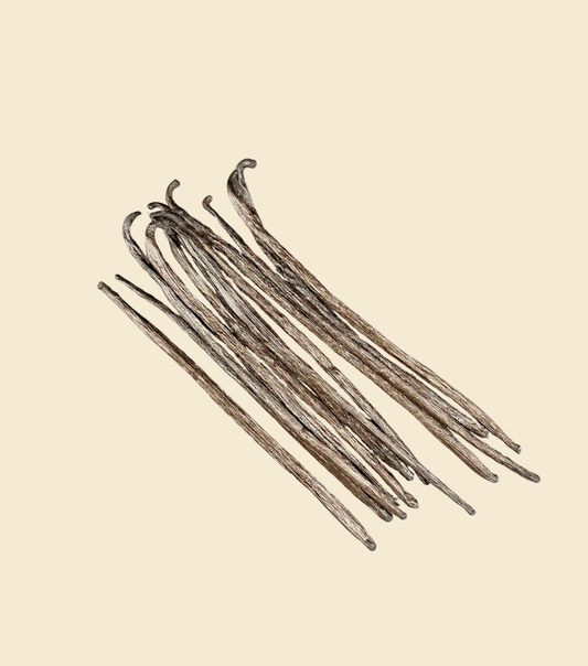 Gourmet Vanille Indonesien – frisch vakuumverpackt