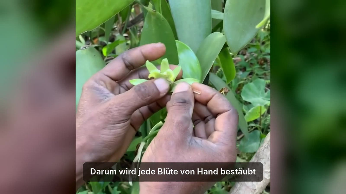 Video laden: So entsteht Bourbon-Vanille in Madagaskar – von der Blüte bis zur fertigen Schote