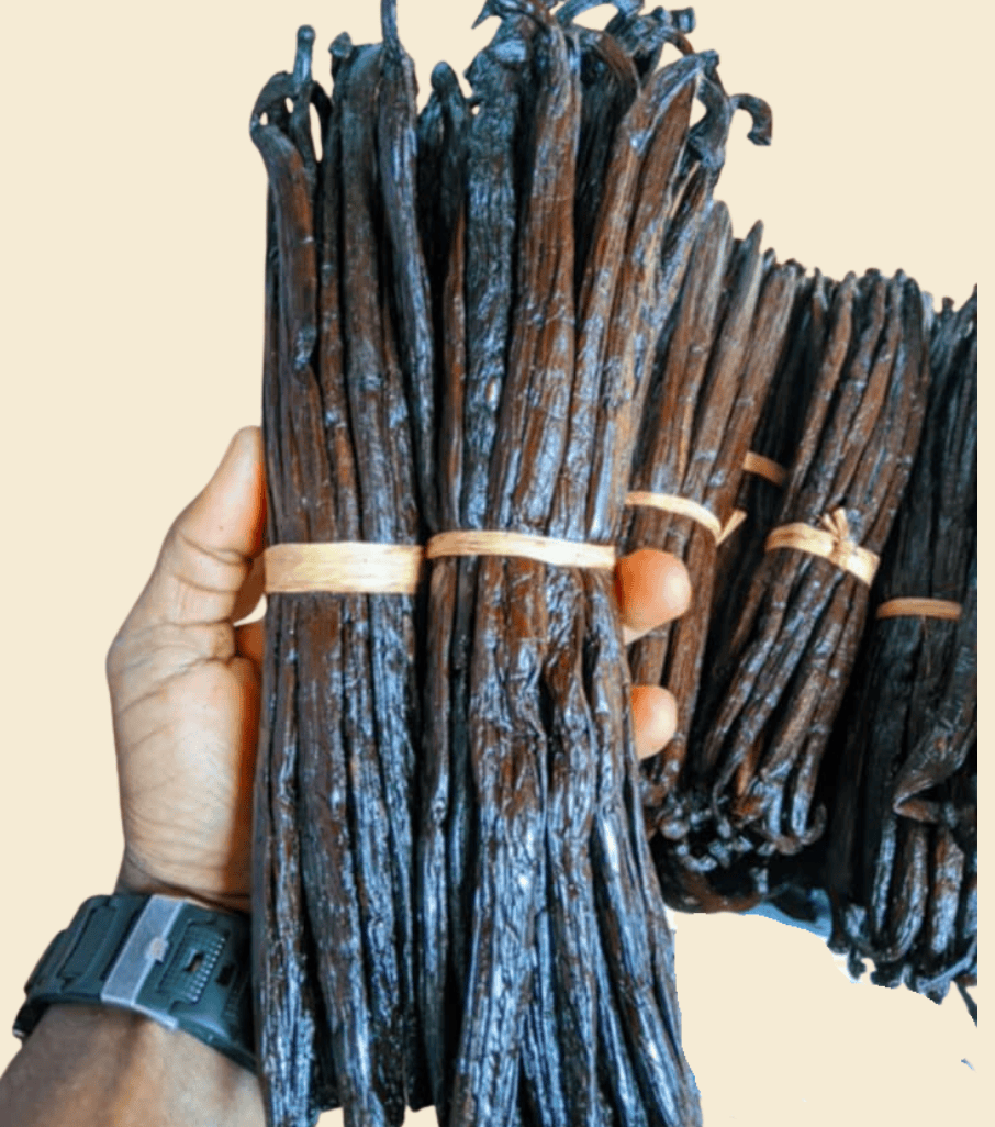 Echte Pompona Vanille aus Madagaskar – Premium Gourmet